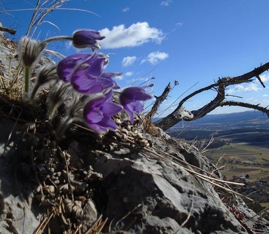 Ein paar lila Blumen wachsen auf einem felsigen Hügel mit Blick auf ein Tal und einen blauen Himmel mit Wolken.
