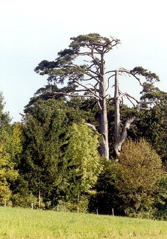 Ein großer Baum mit einem dicken Stamm steht auf einem üppigen, grünen Feld. Der Baum ist von anderen Bäumen und Pflanzen umgeben.