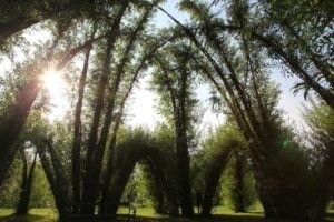 Bild enthält, Grove, Land, Sunlight, Tree, Vegetation, Woodland, Scenery, Grass, Park, Jungle
