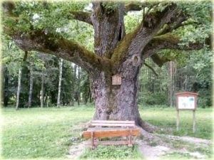 Bild enthält, Oak, Tree, Sycamore, Tree Trunk, Vegetation, Woodland, Grass, Kangaroo, Park, Bench