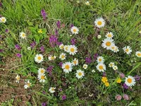Daisy, Flower, Plant, Anemone, Purple, Vegetation, Petal, Herbal, Grass, Outdoors
