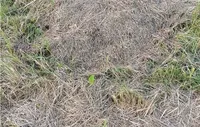 Grass, Plant, Countryside, Nature, Outdoors, Straw, Vegetation, Agropyron, Ground, Lawn