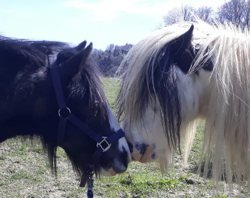 Zwei Pferde, eines schwarz und eines weiß, stehen sich in einem Grasfeld gegenüber, mit Bäumen im Hintergrund.