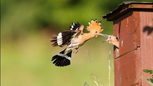Animal, Beak, Bird