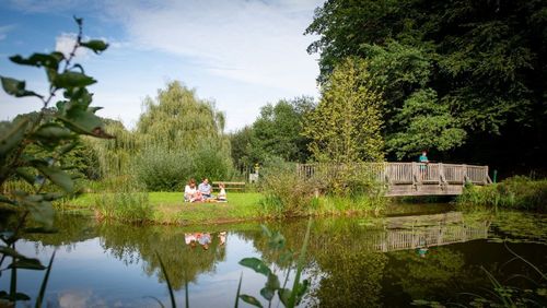 Nature, Outdoors, Pond, Grass, Park, Scenery, Vegetation, Grove, Woodland, Landscape