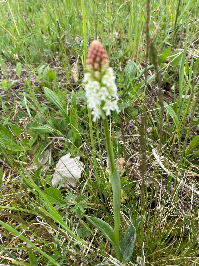 Flower, Plant, Orchid, Fungus