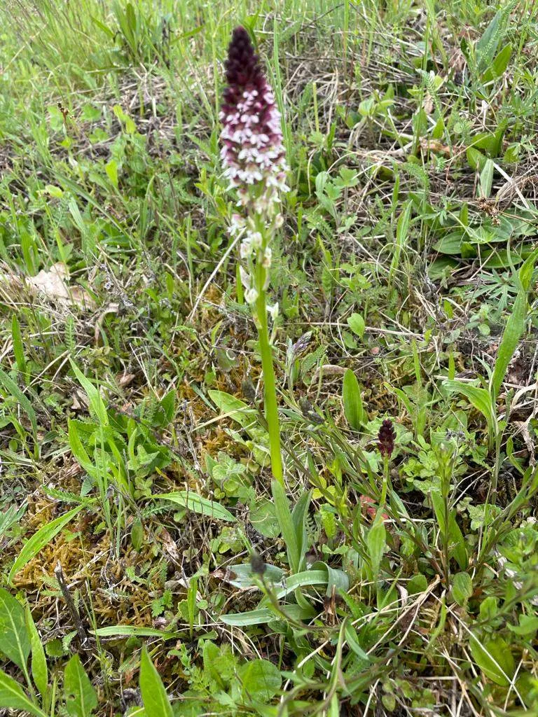 Grass, Plant, Flower, Orchid, Vegetation
