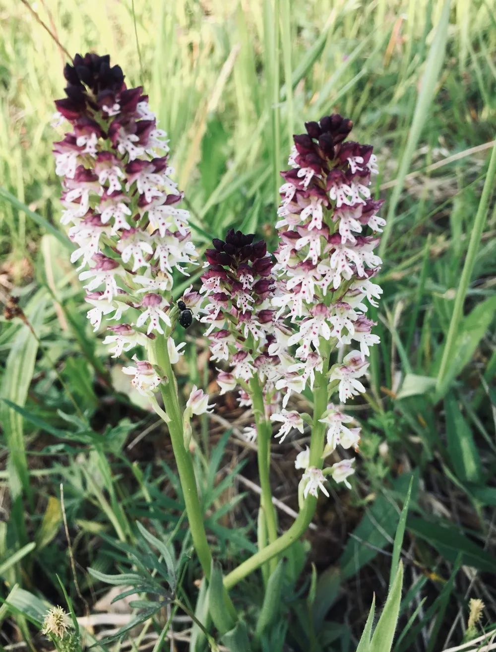 Flower, Plant, Orchid, Vegetation, Grass