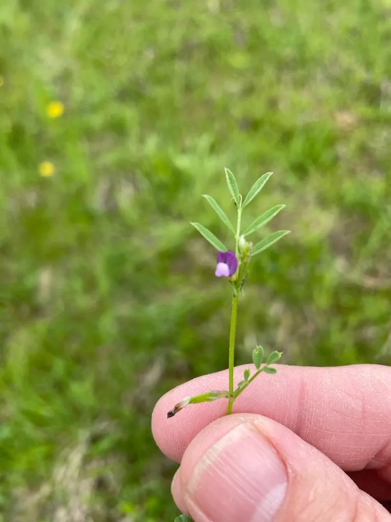 Herbal, Herbs, Plant, Leaf, Grass, Vegetation, Flower, Finger, Person, Petal