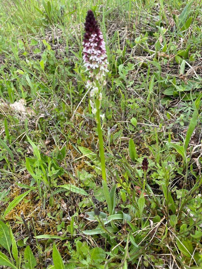Bild enthält, Grass, Plant, Flower, Orchid, Vegetation