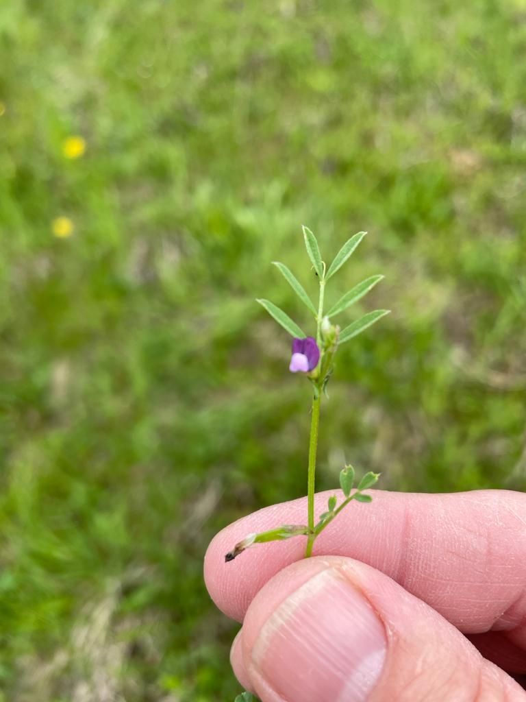 Bild enthält, Herbal, Herbs, Plant, Leaf, Grass, Vegetation, Flower, Finger, Person, Petal
