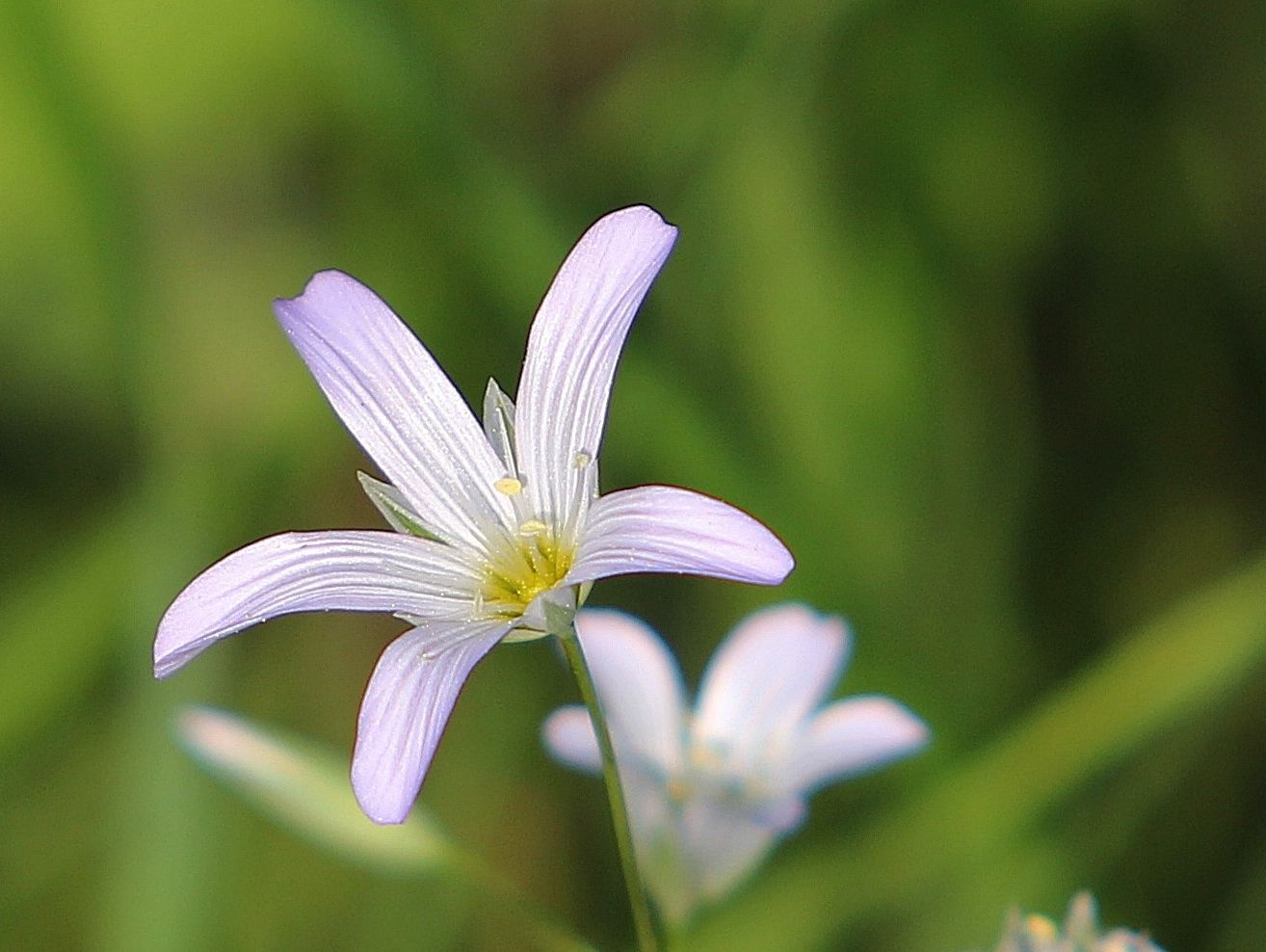 Bild enthält, Flower, Plant, Geranium, Petal, Anther, Amaryllidaceae, Daisy