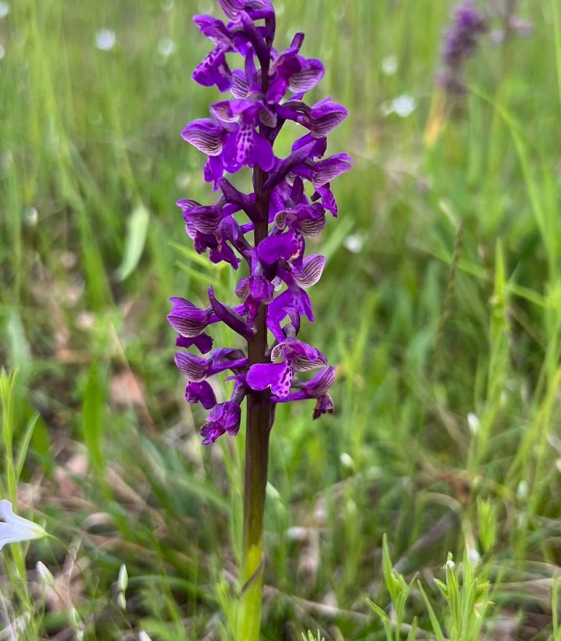 Bild enthält, Flower, Plant, Orchid, Purple, Vegetation, Petal