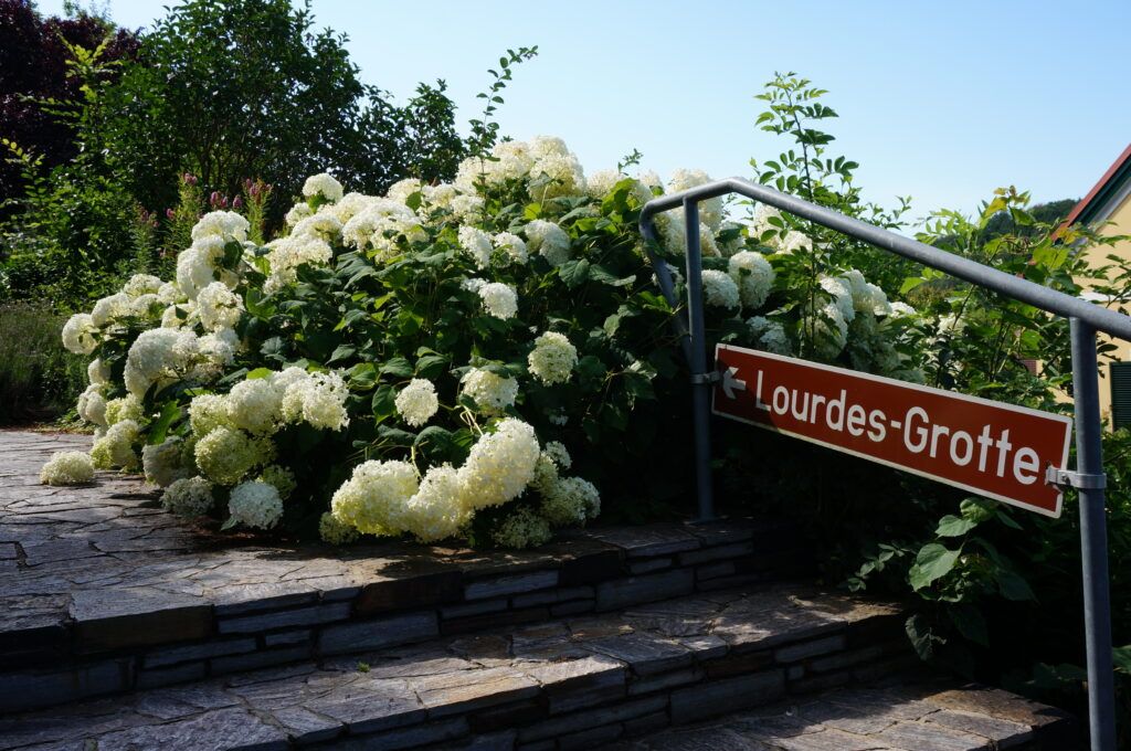 Ein Schild mit der Aufschrift 'Lourdes-Grotte' steht an einem Geländer neben einem Busch mit weißen Blumen an einem sonnigen Tag.