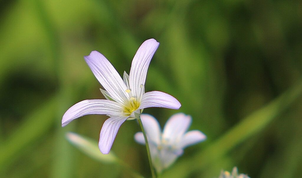 Nahaufnahme einer lila Blume mit gelbem Zentrum. Sie hat eine zarte Struktur und ist von grünen Blättern umgeben.