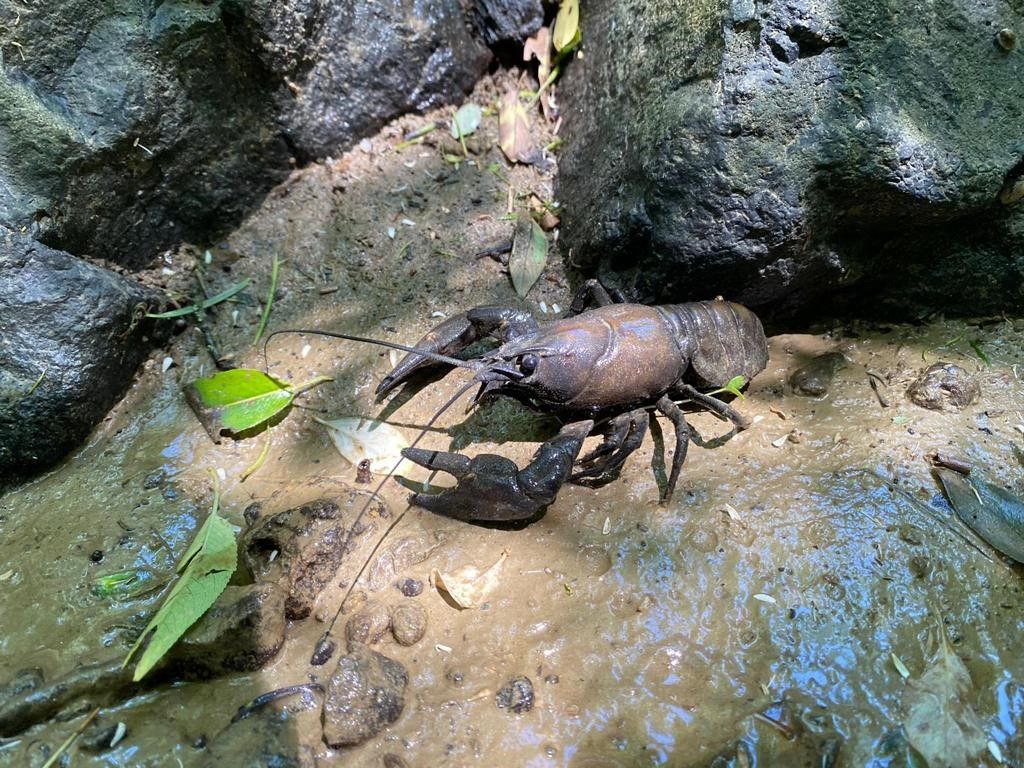 Ein großer Krebs kriecht auf feuchter Erde zwischen Felsen und Blättern in einem Wald.