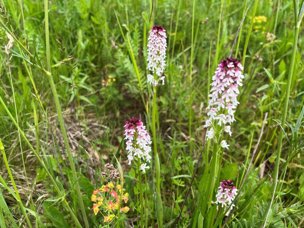 Nahaufnahme von drei Orchideen in einem Grasfeld, mit hohem Gras und kleinen gelben Blumen im Hintergrund.