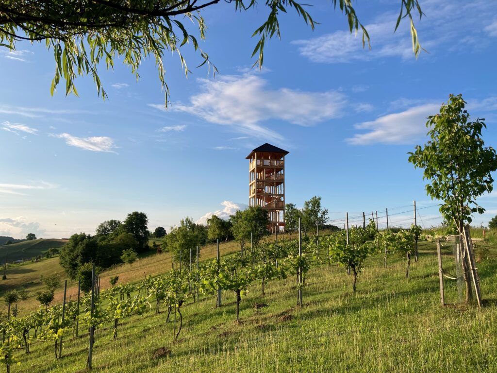 Ein Blick auf einen hohen Holzturm mit einem Giebeldach, umgeben von einem Weinberg unter einem blauen Himmel mit verstreuten Wolken.