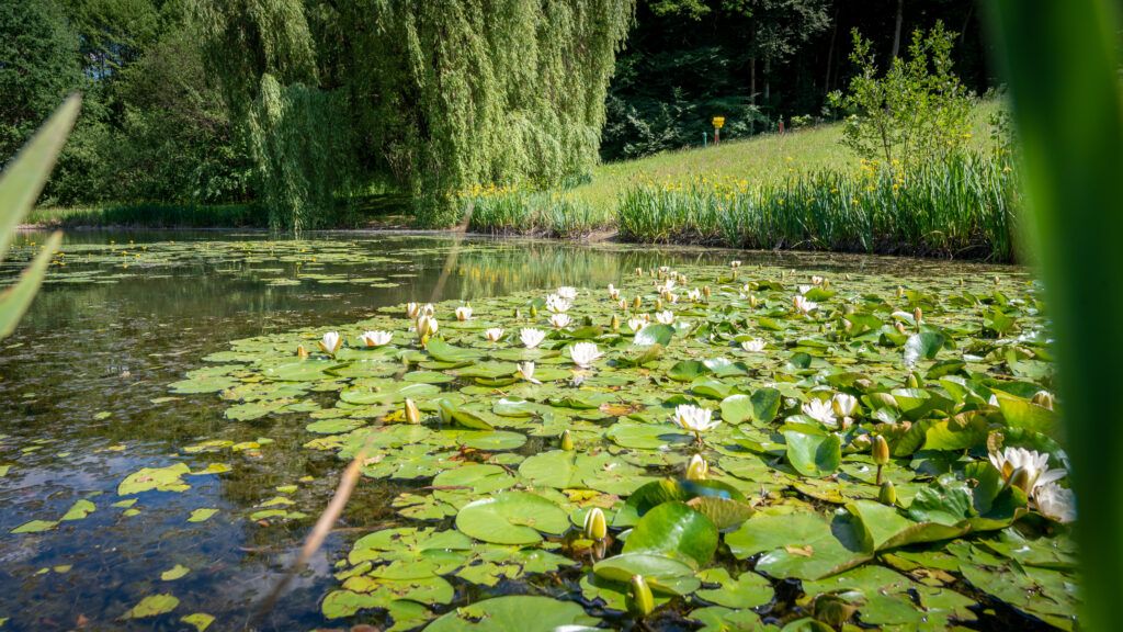 Ein Teich voller Seerosen und schwimmender Blätter, mit einem Weidenbaum im Hintergrund und einem Grasfeld.