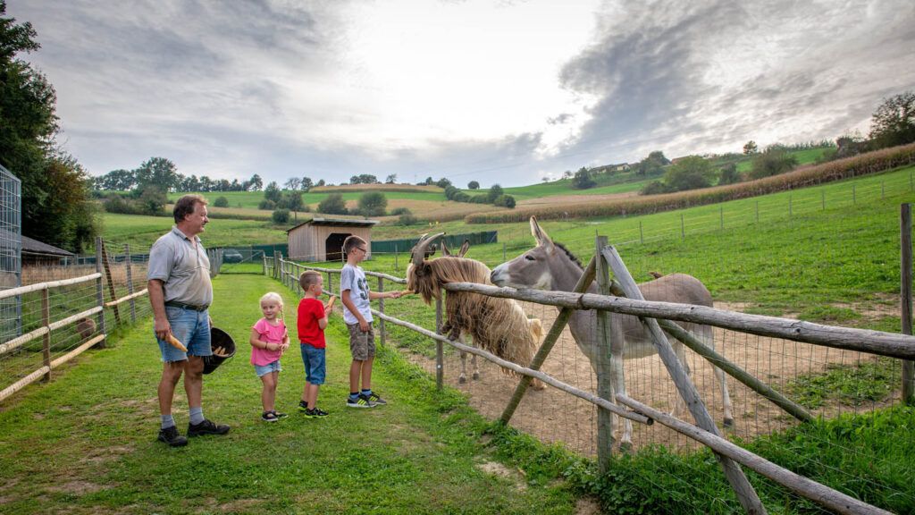 Ein Mann und drei Kinder stehen neben einem Holzzaun. Sie schauen zwei Esel an, die auf der anderen Seite des Zauns stehen.