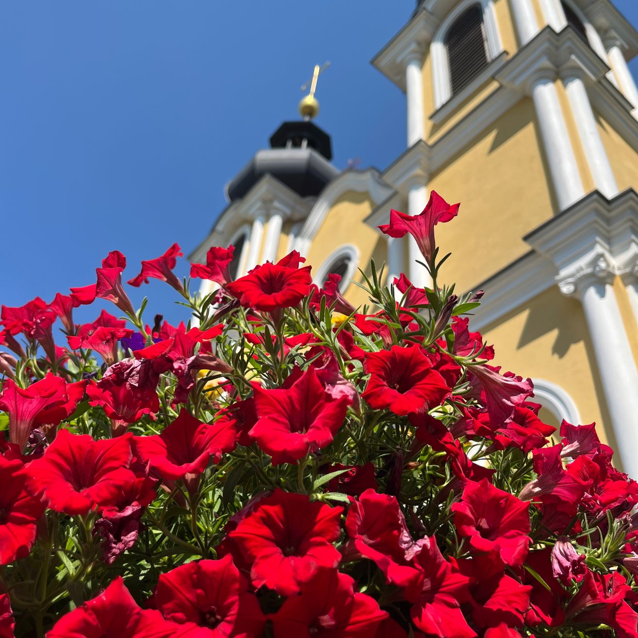Eine farbenfrohe rote Blumenpracht vor einer gelben Kirche mit goldener Kuppel und weißen Akzenten.