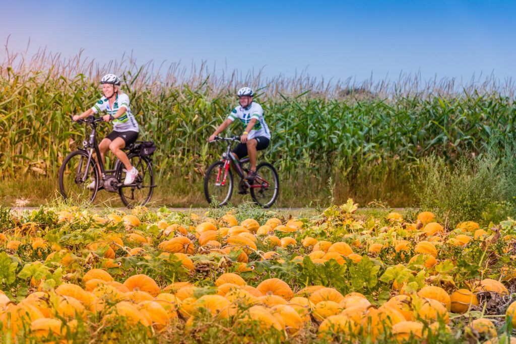 Zwei Radfahrer mit Helmen fahren durch eine Kürbisplantage mit Maisfeldern im Hintergrund.