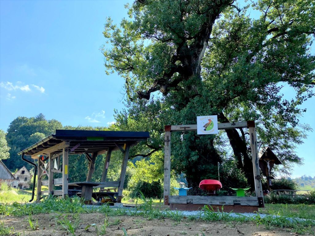 Eine Außenumgebung mit einem Picknicktisch und einer kleinen Holzkonstruktion mit einer roten Schaukel und einem Schild mit einem Vogeldesign darauf, unter einem großen Baum auf einem Grasfeld.