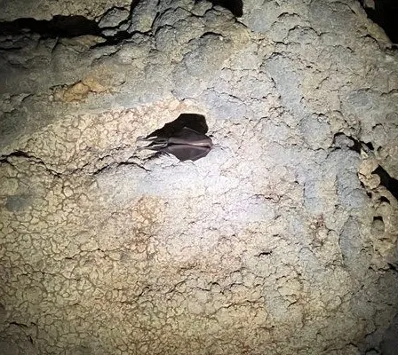 Eine Fledermaus hängt kopfüber von einer Höhlendecke mit strukturierten Felsformationen ab.