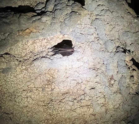 Eine Fledermaus hängt kopfüber von einer Höhlendecke mit strukturierten Felsformationen ab.