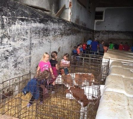 Kinder besuchen einen Stall mit Kühen. Sie stehen in einer Reihe und beobachten und interagieren mit den Tieren. Einige befinden sich in einem eingezäunten Bereich mit Heu auf dem Boden.