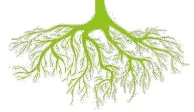 Plant, Root, Leaf
