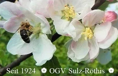 Anemone, Flower, Plant, Animal, Bee, Honey Bee, Petal, Rose, Apidae, Wasp