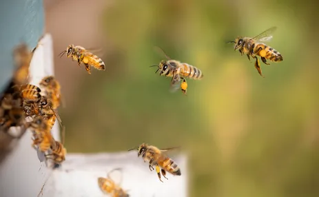 Mehrere Bienen fliegen in der Luft, eine von ihnen trägt einen gelben Pollensack am Bein. Die Bienen sind von einem unscharfen grünen Hintergrund umgeben.