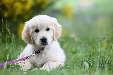 Ein goldener Retriever-Welpe mit einer lila Leine liegt auf dem Gras und schaut mit leicht geöffnetem Mund nach links.