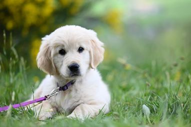 Ein goldener Retriever-Welpe mit einer lila Leine liegt auf dem Gras und schaut mit leicht geöffnetem Mund nach links.
