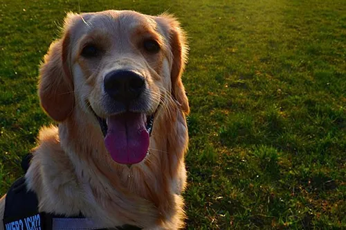 Ein goldener Retriever-Hund ist an einem sonnigen Tag draußen und trägt eine Weste.