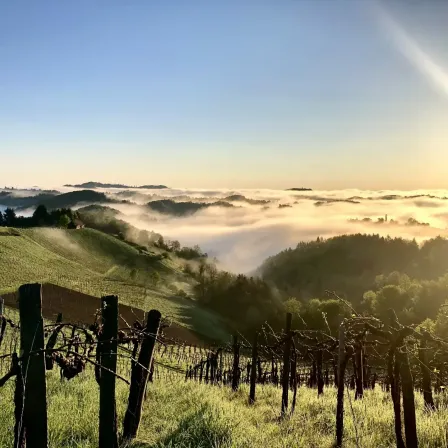 Sonnenaufgang über einem Weinberg mit Nebel im Tal, in der Ferne mit Wolken bedeckte Berge.