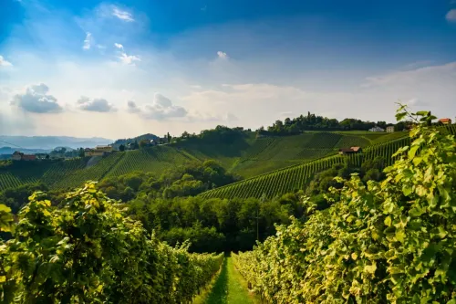 Eine Weinlandschaft mit grünen Reben, terrassierten Hügeln und einem blauen Himmel mit Wolken. Bäume und Häuser säumen die Hügel.