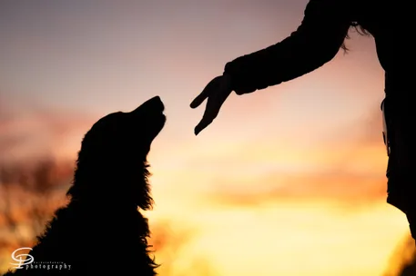 Eine Silhouette eines Hundes, der bei Sonnenuntergang auf die heruntergestreckte Hand einer Person blickt.