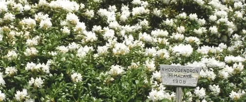 Flower, Plant, Vegetation, Petal