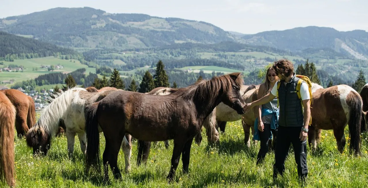 Field, Grassland, Nature, Outdoors, Countryside, Pasture, Rural, Ranch, Person, Horse