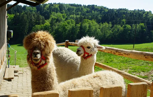 Zwei Alpakas mit roten Halsbändern stehen neben einem Holzzaun, mit einem Grasfeld und Bäumen im Hintergrund.