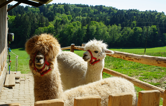 Zwei Alpakas mit roten Halsbändern stehen neben einem Holzzaun, mit einem Grasfeld und Bäumen im Hintergrund.