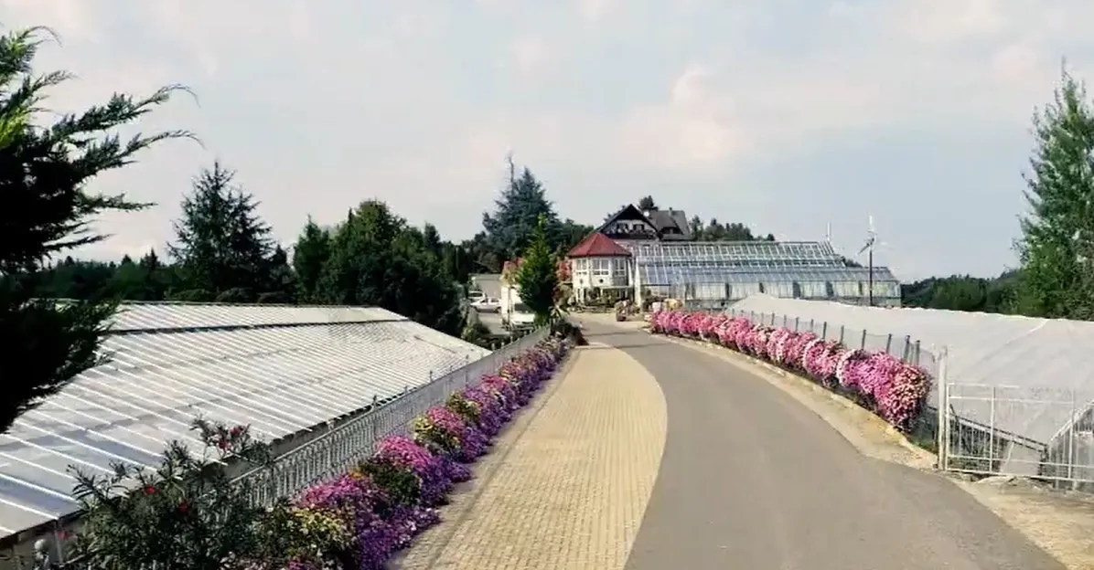 Ein ruhiger Weg, gesäumt von leuchtend violetten Blumen, begrenzt von einem Ziegelpfad und einem Metallzaun. Hinter den Blumen ist ein großes Gewächshaus mit rotem Dach zu sehen, umgeben von Bäumen.