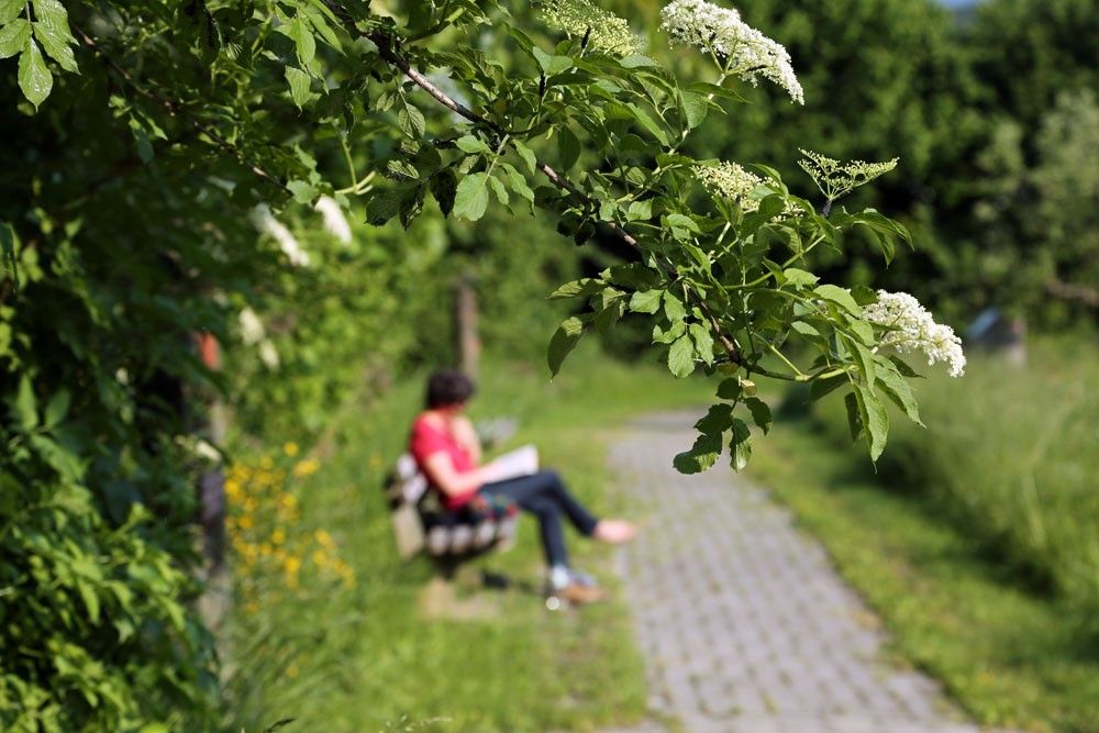 Eine Frau in einem roten Shirt sitzt auf einer Bank in einem Park und liest ein Buch unter einem Baum mit weißen Blüten.
