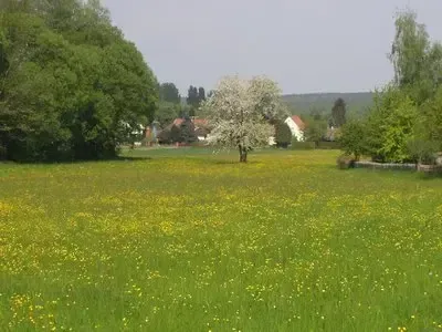 Ein weitläufiges Feld mit üppigen gelben Blumen und einem zentralen weißen Baum. Die Landschaft ist von Bäumen umgeben und im Hintergrund stehen Häuser.