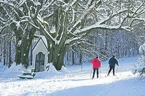 Zwei Personen gehen Langlauf in einem verschneiten Wald.