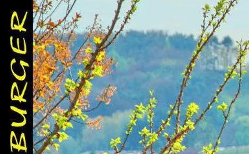 Nahaufnahme von Baumzweigen mit grünen und orangefarbenen Blättern, mit einem Hintergrund aus verschwommener Bergkette.