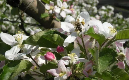 Eine Nahaufnahme eines Apfelbaums mit blühenden Blüten und einer Biene auf einer der Blüten.