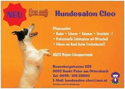 Advertisement, Poster, Animal, Canine, Dog, Mammal, Pet